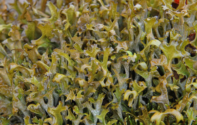 Islandski lišaj (Cetraria islandica) Islandski lišaj (Cetraria islandica)